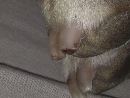 Bark Avenue Grooming