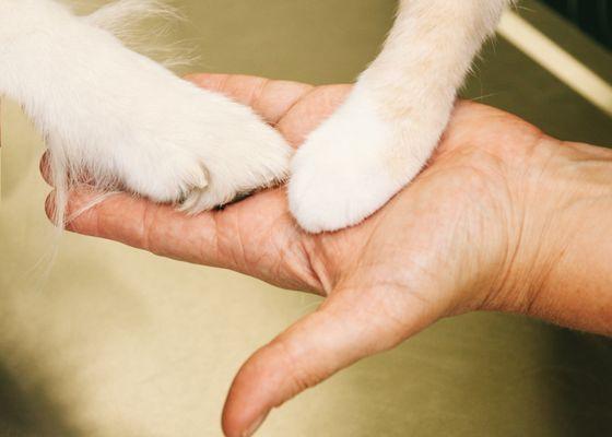 We work together for optimum health for your pet