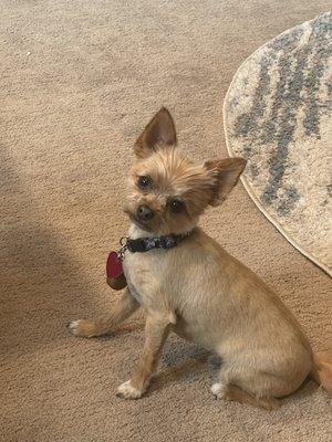 Serenity Pet Spa And Doggy Daycare