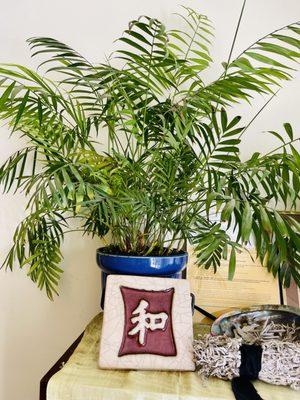 Lucia Owens Kinesiology- Joint & Muscle Repair