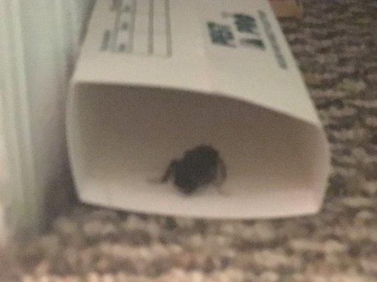 A freeloading roaches