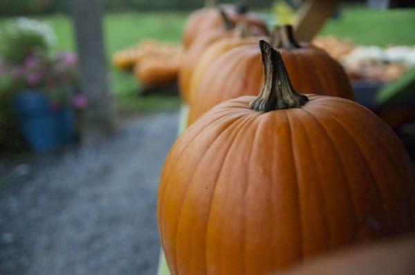 Charlotte Berry Farm