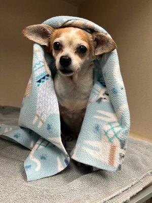 Such a sweetie! Patiently waiting for his "Mom".