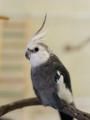 Milo, white faced cockatiel who is a patient of SEAVS, who went in for tumor removal on his wing and is recovering well.