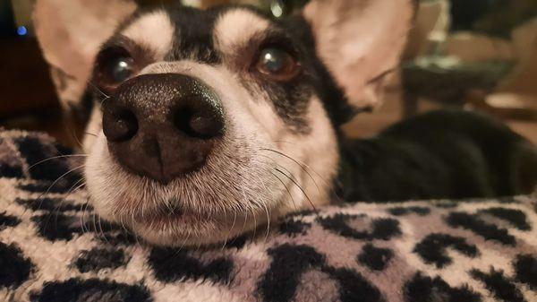 Valerie Ann Cleaning and Pet Services