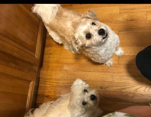 Island Bird Cat & Dog Vet Group