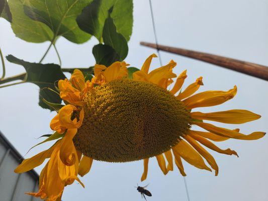 September, 2025. I'm a fan of any place that cultivates sunflowers.