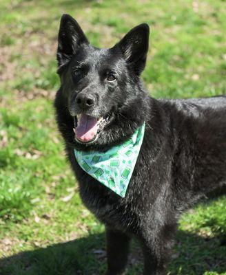 Kumos Mobile Pet Spaw