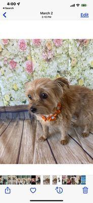 Riverside Grooming & Spa