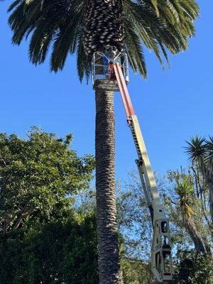 Holliday light installation on 50 feet high palmtree