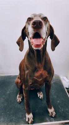 Bark's 5th Avenue Mobile Pet Salon