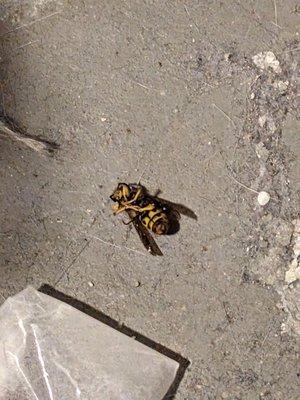 Yellow jacket in the basement (I think the cats got it)