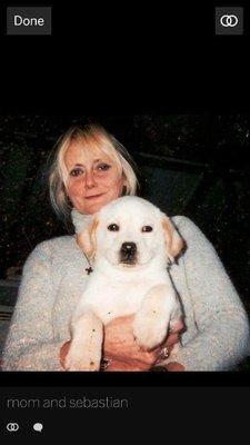 All Star Shelties Kennel