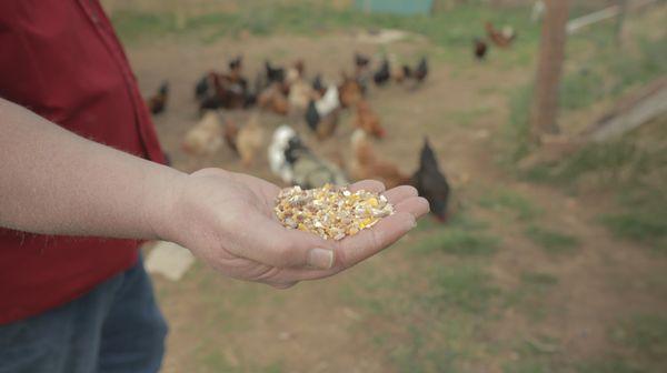 Serenity Valley Farms