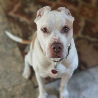 Jackie's Pawtastic Pet Services