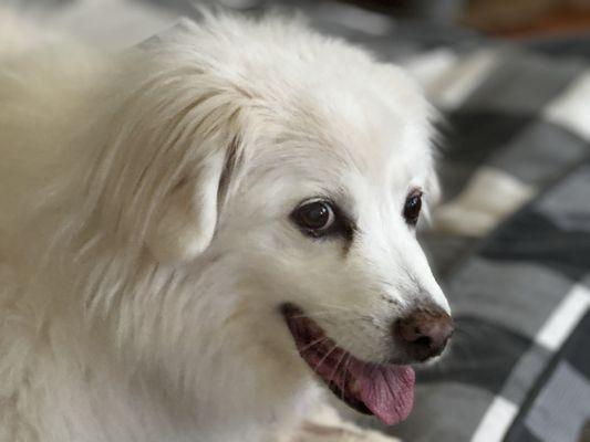 Carm’s Doghouse Liverpool