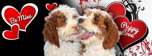 Just A Walk Home Kennel