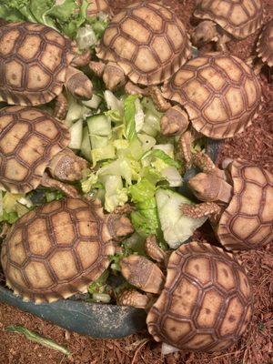 Foster's Exotic Pet Center