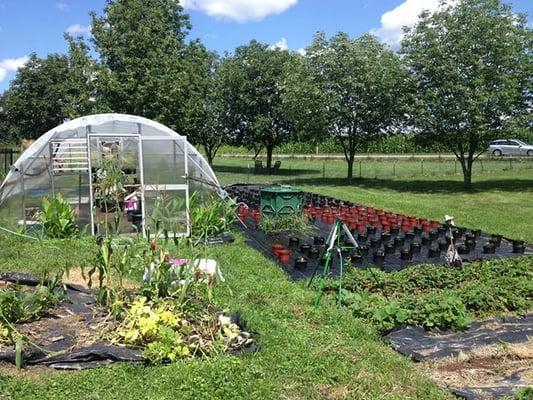 Our greenhouse and mum garden.