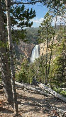 Lower Falls Yellowstone's Grand Canyon Wonder | Rees's Roots