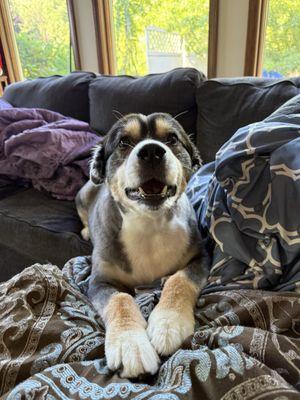 Country Liv'n Kennels