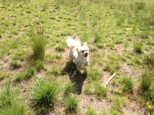 Spokane Dog Adventures