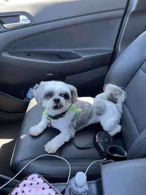 Koko after his spa day