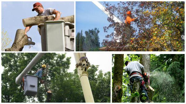 Chavira Tree Trimming