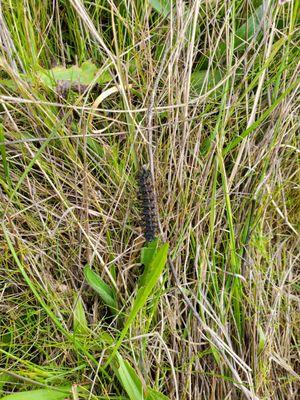 San Bruno Mountain Watch