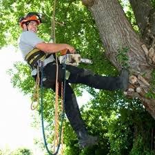 Martin's Tree Service