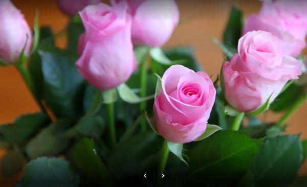 Classic pink roses