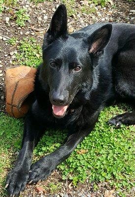 At Home Veterinary Services