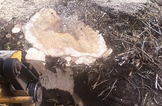 Chesters Tree Service