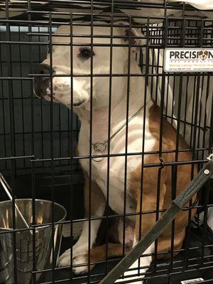 English Bull Terrier