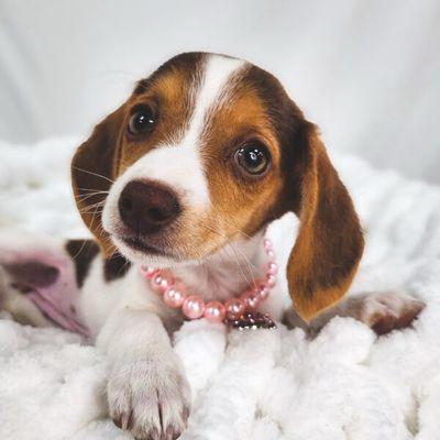 Petland Henderson