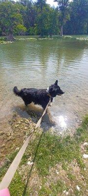 Sampson  8 yr old ptsd service dog  enjoying cool river water