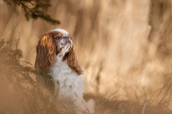 Dapper Dreams Photography