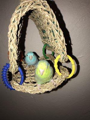 In A Pickle Parrot Shop