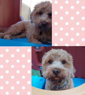 Wags N Whiskers Pet Resort