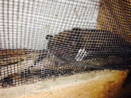 Varmint Gone Anchorage