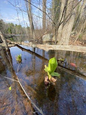 Georgetown Rowley State Forest