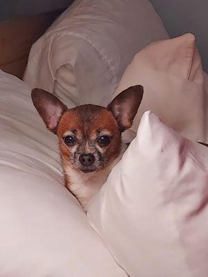 Alpine Animal Hospital