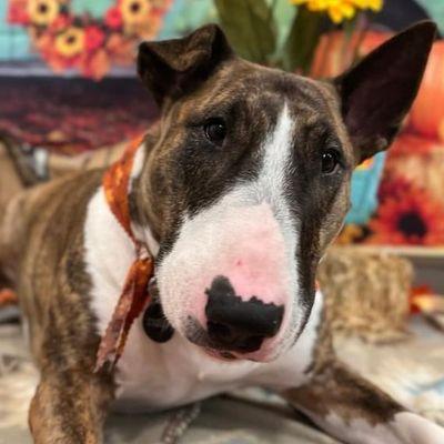 Pups & Pals Pet Lounge - South Park Location