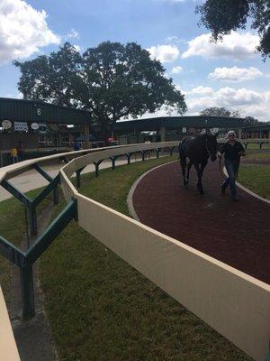 Ocala Breeders' Sales Company