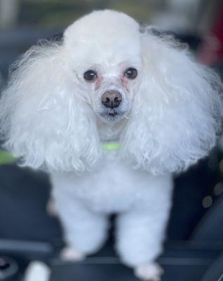 Canine House Of Style