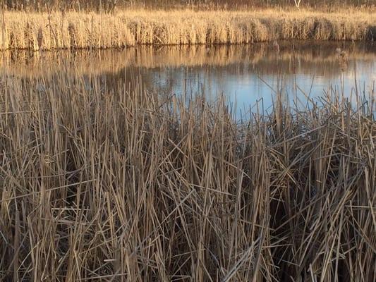 A nice little walk in my neighborhood.