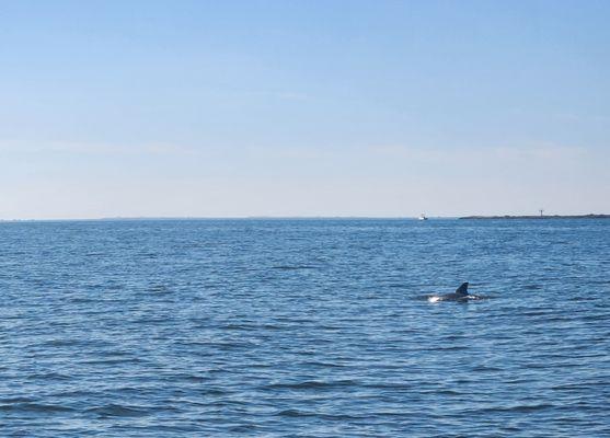 Matriarchal dolphins