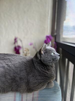 Jessica’s Pet Care