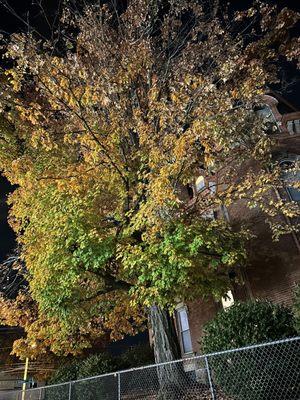 Bone Brothers Landscaping