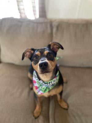 ozzy after grooming.